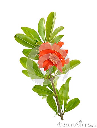 Flowers of Pumeca granatum or pomegranate isolated on white background Stock Photo