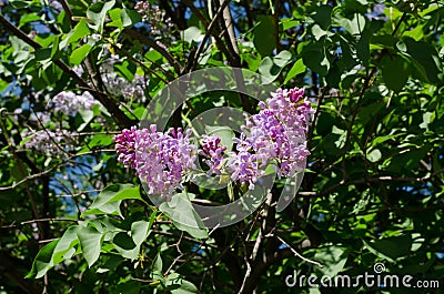 Flowers of purple lilac against the background of green foliage. Spring Stock Photo