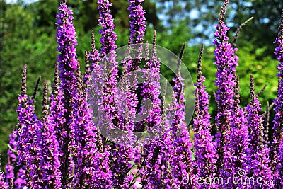 Flowers of Purple Loosestrife in the garden. Stock Photo