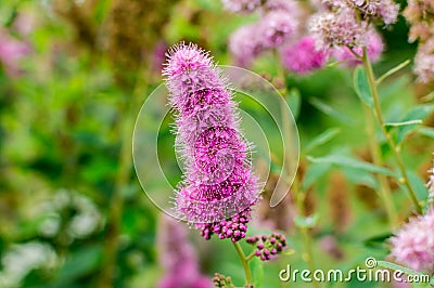 The flowers - purple spiraea billardii Stock Photo