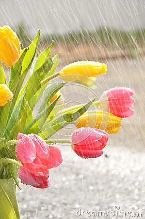 Flowers in the Rain Stock Photo