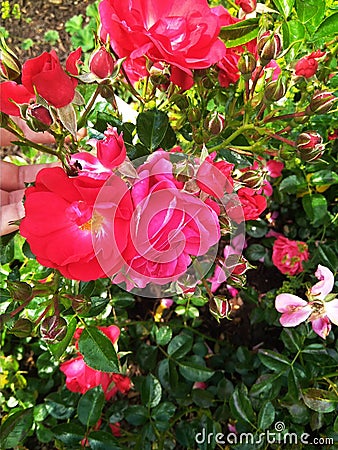 Flowers,red, my favourite flowers,rose, Stock Photo