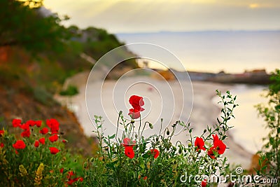 Flowers red poppies blooming on a cliff by the sea overlooking a cozy beach Stock Photo