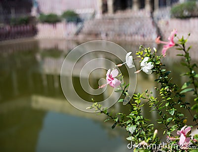 Flowers and reflection in temple water Stock Photo