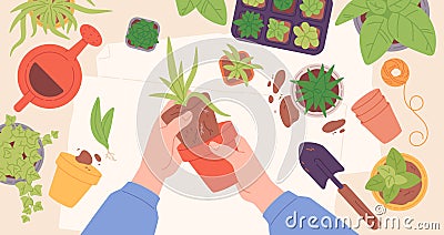 Flowers replanting. Hands transplanting garden plant in home soil pot, indoor succulent top view carring cultivation Vector Illustration