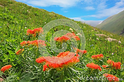 Flowers Rhodiola rosea Golden root Stock Photo