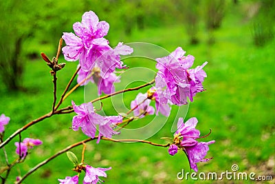 Flowers rhododendron in the botanical garden Stock Photo