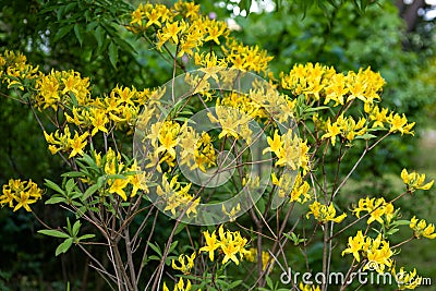Flowers rhododendron luteum plants Stock Photo