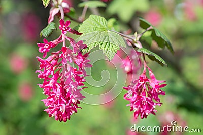 Flowers Ribes sanguineum Stock Photo