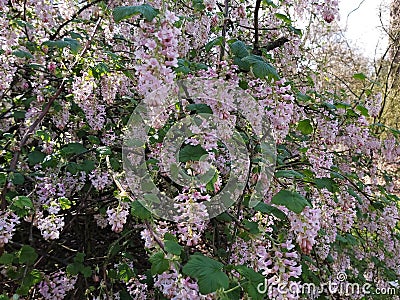 Flowers of Ribes Sanguineum Glutinosum. Stock Photo