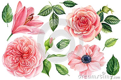 Flowers rose, anemone, lily and leaves, Wedding greeting card, watercolor designer element set Cartoon Illustration