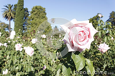 Flowers- Rosedal Park - Palermo- Buenos Aires city. Stock Photo