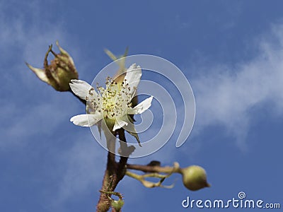 Flowers of a rubus plant Stock Photo