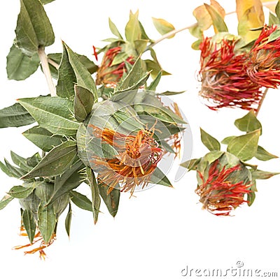 Flowers with safflower seeds on white background Stock Photo
