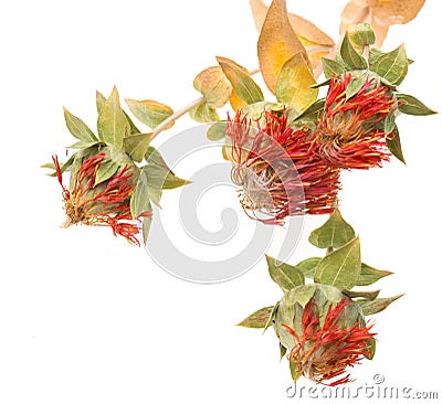 Flowers with safflower seeds on a white background Stock Photo