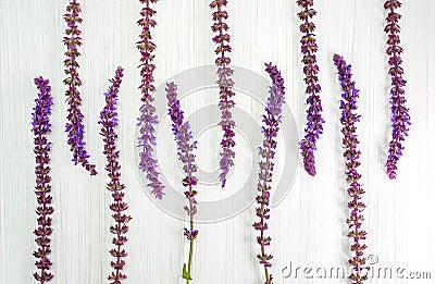 Flowers sage on whate background. Pattern. Floral concept. Top view Stock Photo