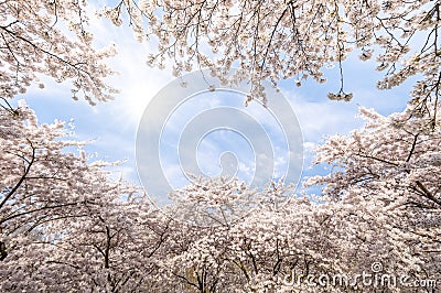 Flowers sakura spring pink blossoms Stock Photo