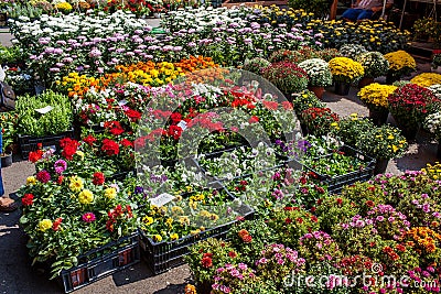 Flowers For Sale Stock Photo