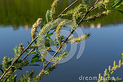 Flowers of Salix viminalis in sunny day. Blossom of the basket willow in the spring. Bright common osier or osier. Female Stock Photo