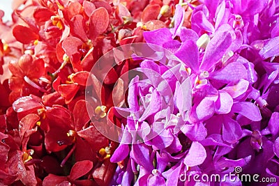 Flowers scene - fresh red purple color Orchid flowers in market Stock Photo