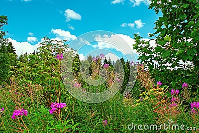 Flowers scene in the mountains of the Black Forest Germany. Stock Photo