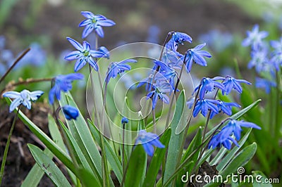 Flowers Scilla in April Stock Photo