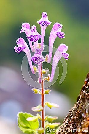 FLowers of Scutellaria indica Stock Photo