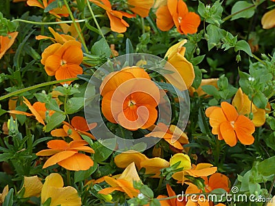 Flowers Season Botanical Floral Nature Aesthetic Colours Stock Photo