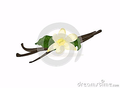 Flowers and seeds sticks vanilla orchid. Vanilla icon. Vector illustration Vector Illustration