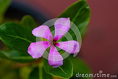 Flowers in Selective Focused yellow moody photography backgrounds Stock Photo