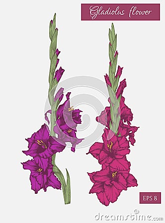 Flowers set of hand drawn gladiolus flowers. Vector Illustration