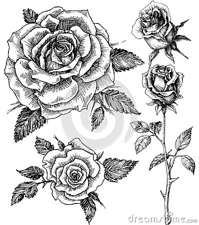 Flowers set Vector Illustration