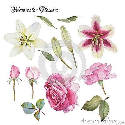Flowers set of hand drawn watercolor lilies, roses and leaves Stock Photo