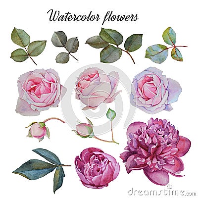 Flowers set of hand drawn watercolor peonies, roses and leaves Stock Photo