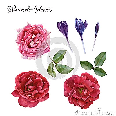 Flowers set of hand drawn watercolor roses, crocuses and leaves Stock Photo