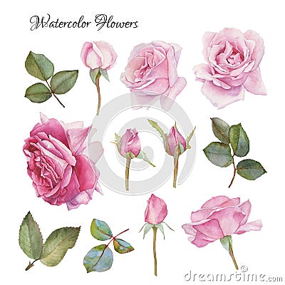 Flowers set of hand drawn watercolor roses and leaves Vector Illustration