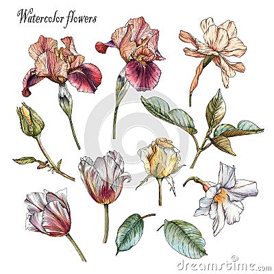 Flowers set of watercolor irises, tulips, white flower, yellow roses and leaves in sketch styl Stock Photo