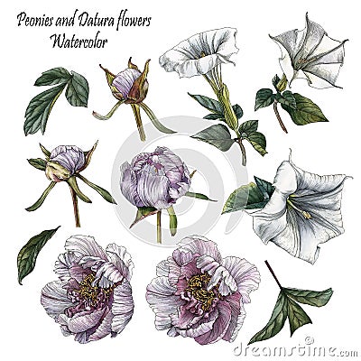 Flowers set of watercolor peonies, datura flowers and leaves Stock Photo