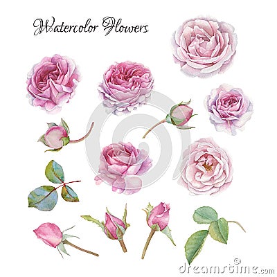 Flowers set of watercolor roses and leaves Stock Photo