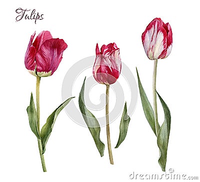 Flowers set of watercolor tulips Stock Photo