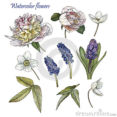 Flowers set of watercolor white peonies, anemones, blue muscari and leaves Stock Photo