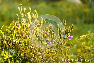 Dry wildflowers and grass in a meadow in the bright golden rays of the sun with lens flare and glare. Selective focus Stock Photo