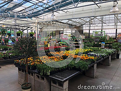 Flowers For Sale At Lowes Garden Center Editorial Stock Photo