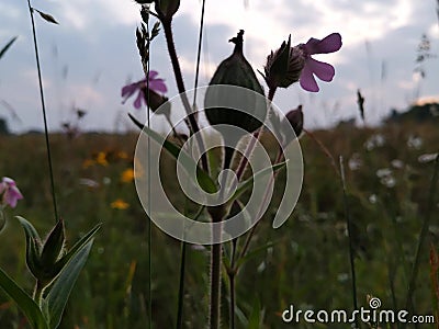 Flowers and sky Stock Photo