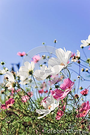 Flowers with smile Stock Photo