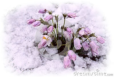 Flowers and snow Stock Photo