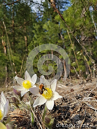 Flowers snowdrops white in the woods Stock Photo