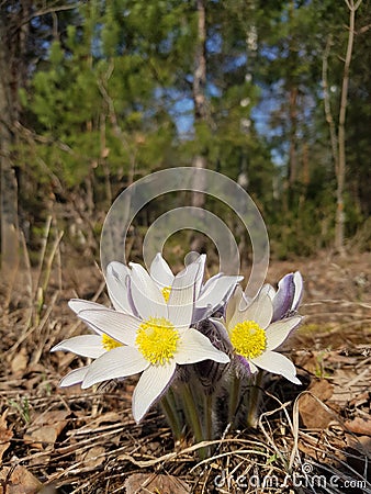 Flowers snowdrops white in the woods Stock Photo