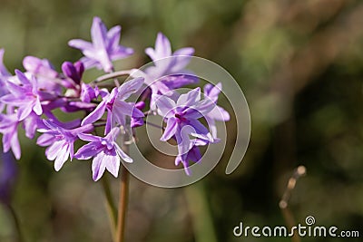 Society garlic Tulbaghia violacea Stock Photo