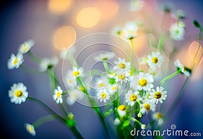 Flowers soft beauty Stock Photo